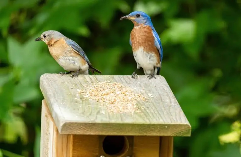 Attract Bluebirds To Your Yard Tips Things To Avoid