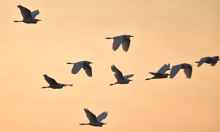 A group of birds migrating in the evening