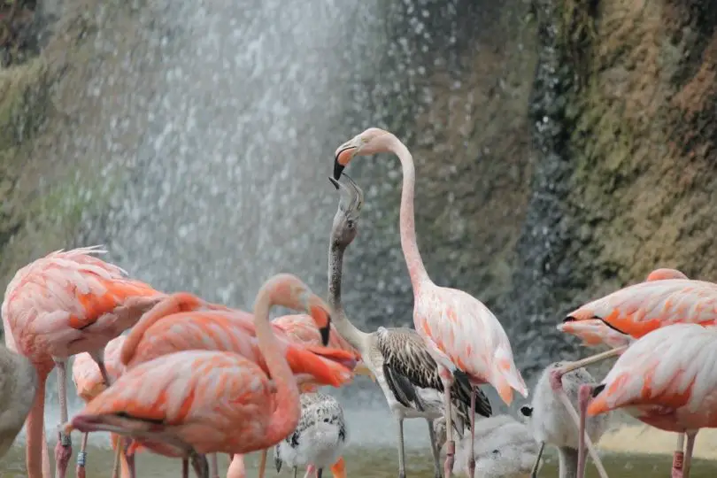 Baby Flamingos with his mother in water