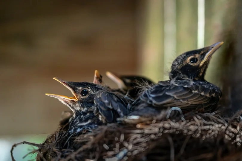 Baby Robin in the nest