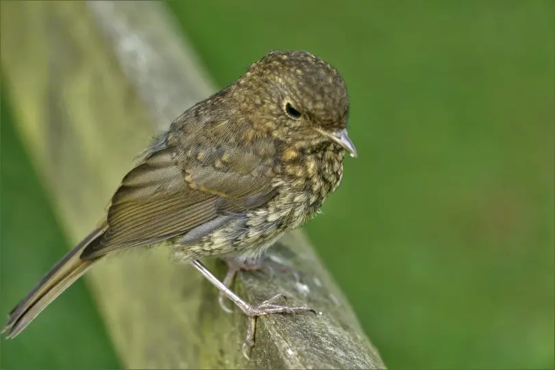 Baby Robin outside the nest