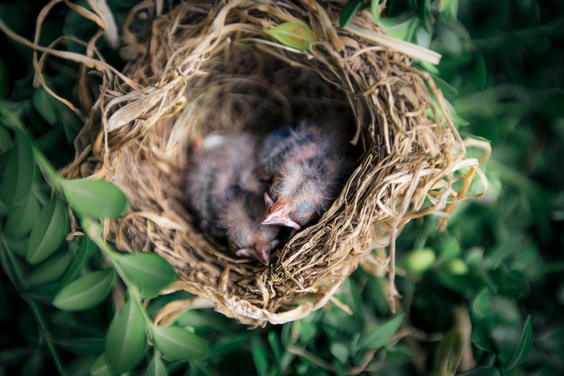 Baby Starlings in their nest