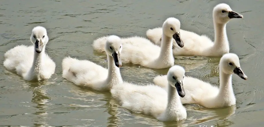 Baby Swans