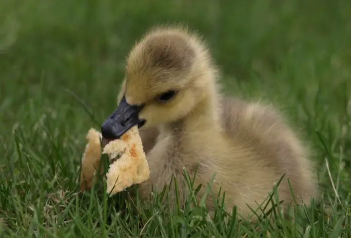Baby duck eating bread