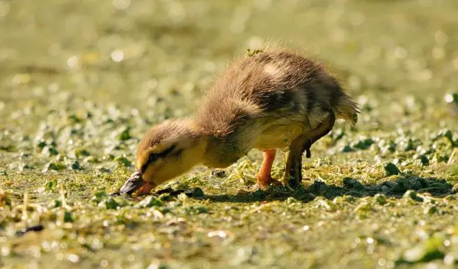 Baby duck searching food