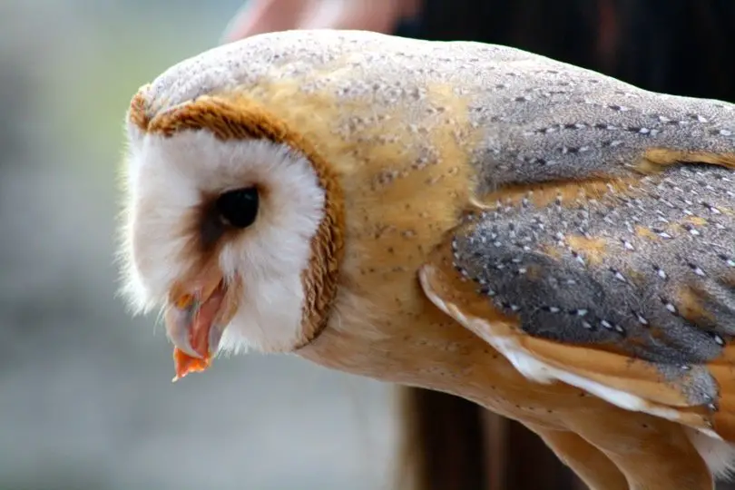 Barn Owl Eating Meat piece
