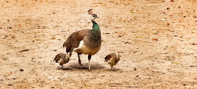 Baby Peacocks with his mother
