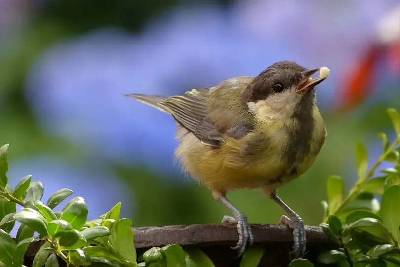 Bird Eating Berry