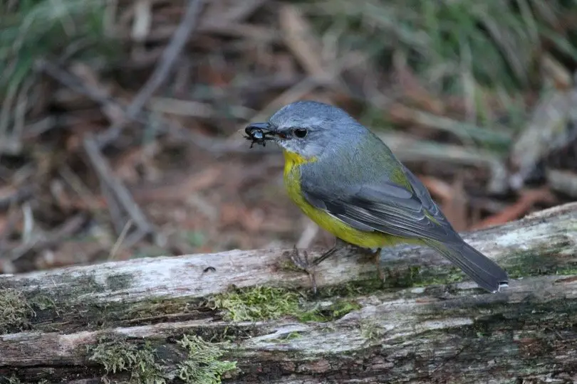 Bird Eating Insect