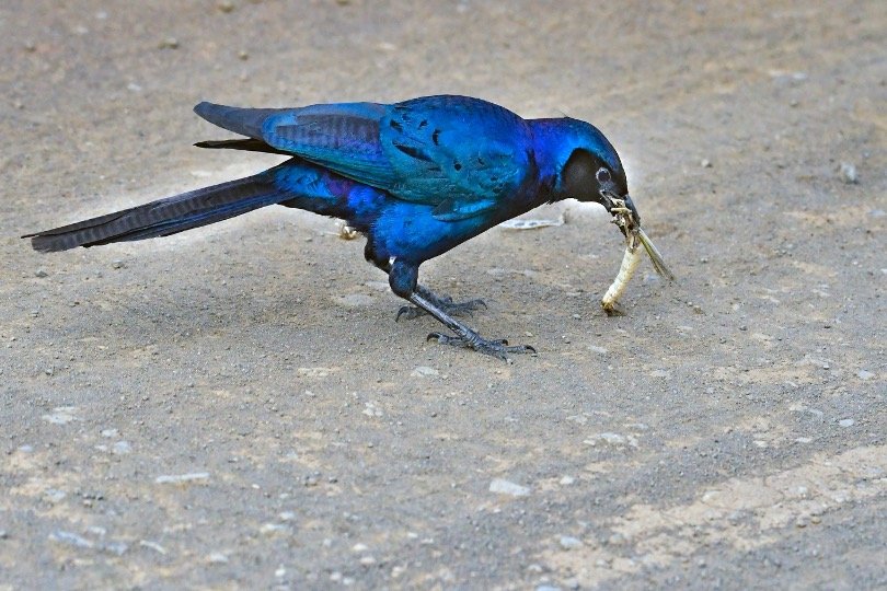 Bird Eating Insect