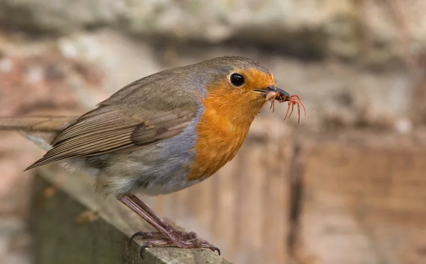 Bird Eating Spider