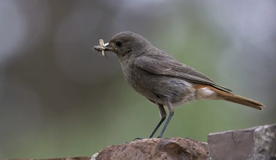 Bird Eats ant