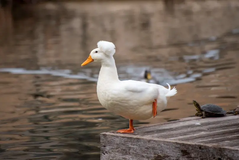 Bird Farting