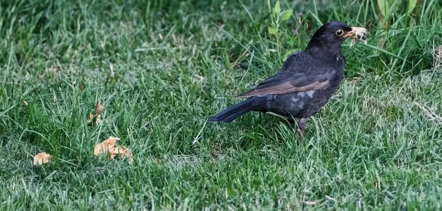 Bird catch ants in backyard