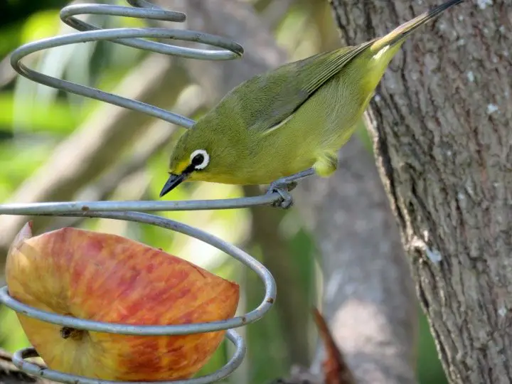 Bird eating apple in the backyard bird feeder