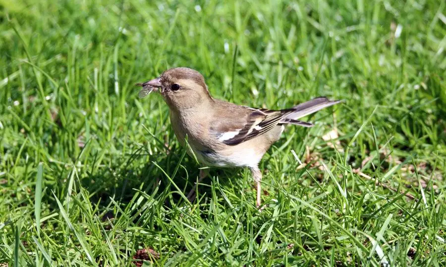 Bird eating spider on the backyard ground