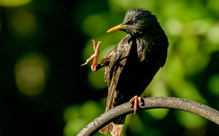 Bird perching with a pose