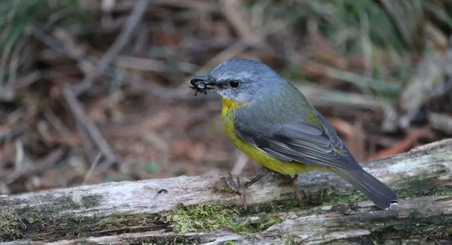 Birds eating ants 1