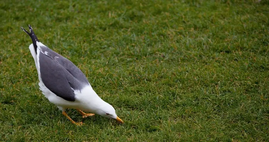 Birds eating ants 1