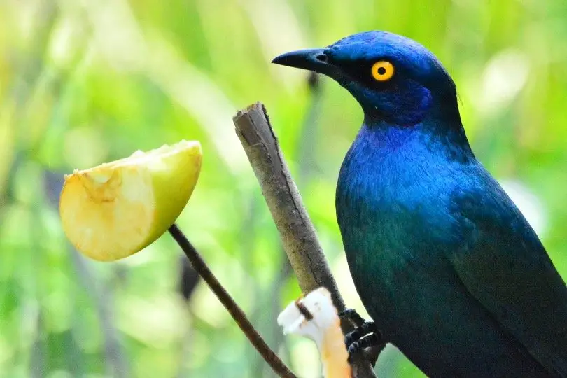 Blue bird looking at apple