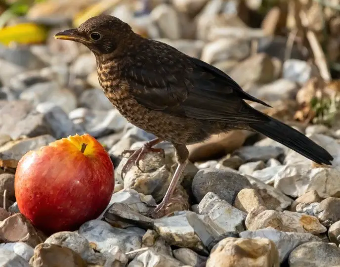 Brown bird eating apple in the garden