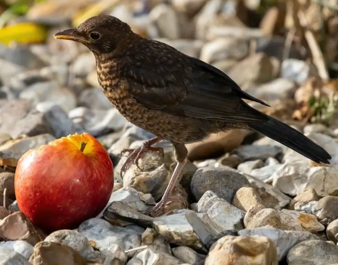 do birds eat apples