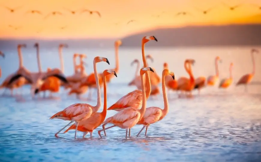 Can flamingos fly 3