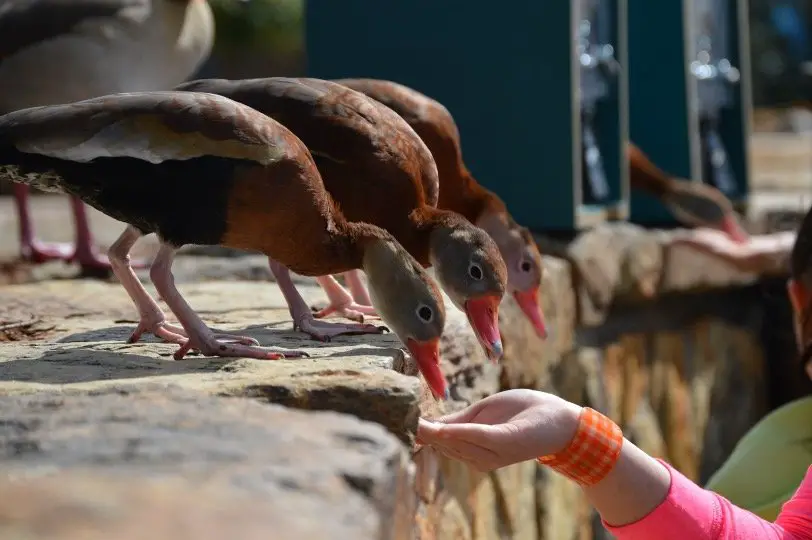 Duck feeding seeds