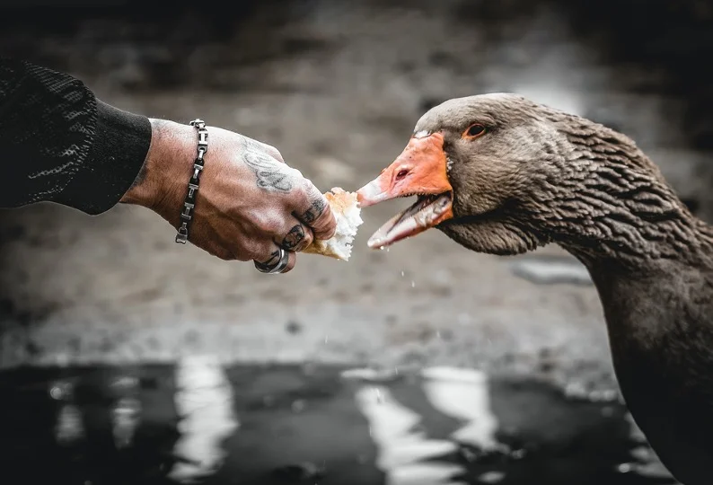 Duck is feeding bread