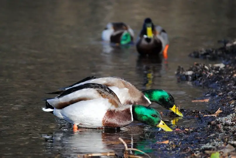 Duck searching food in mud