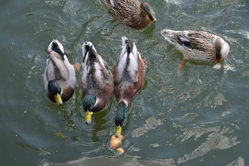 Ducks Eating bread in the water habitat