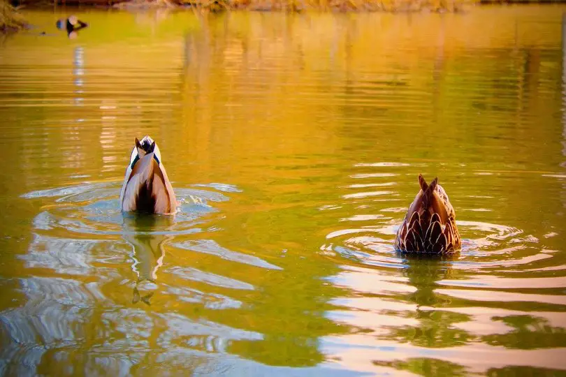 Ducks hunting for food in river