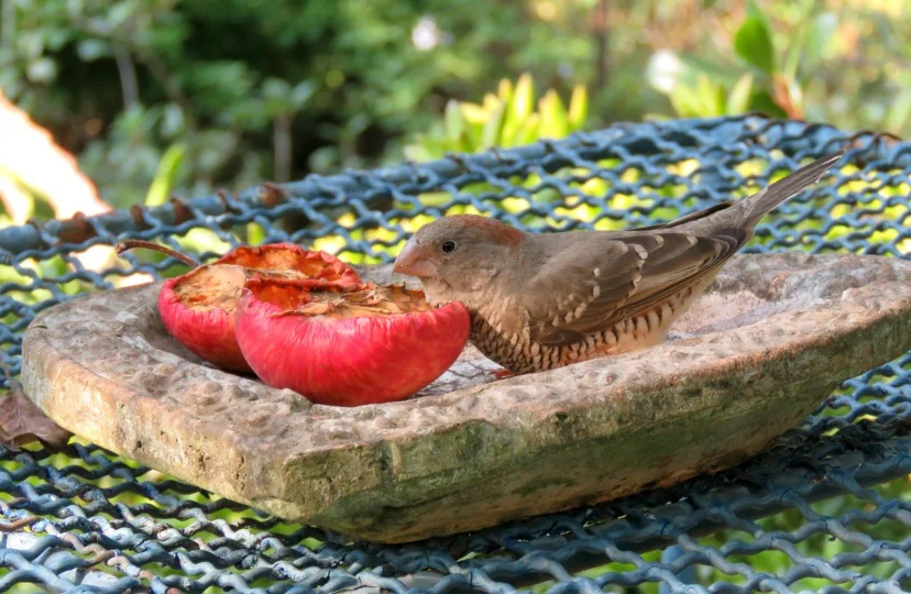 Finches eating apple