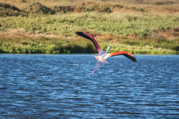 Flamingos Flying fast