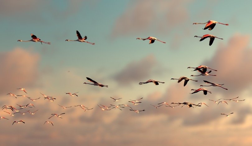 Flamingos Flying in a large group