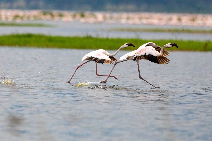 Flamingos Take Off before flying