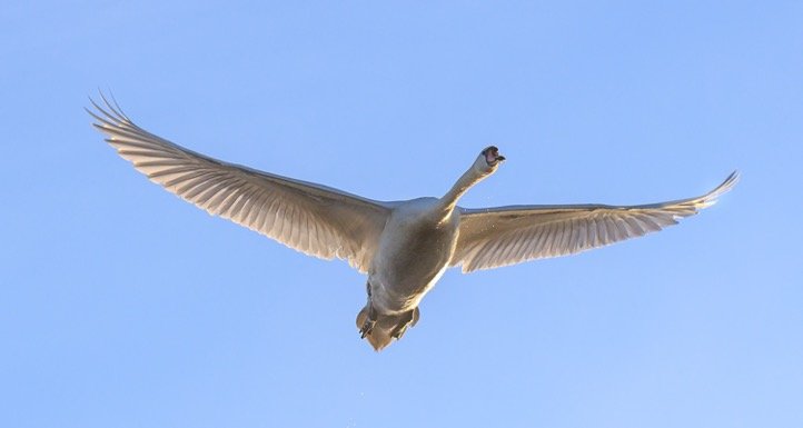 Fly swan high in the sky