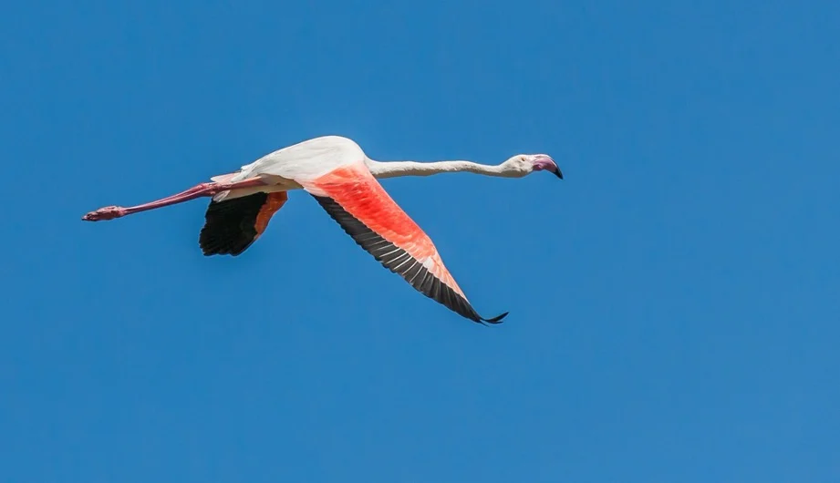 Flying Flamingos