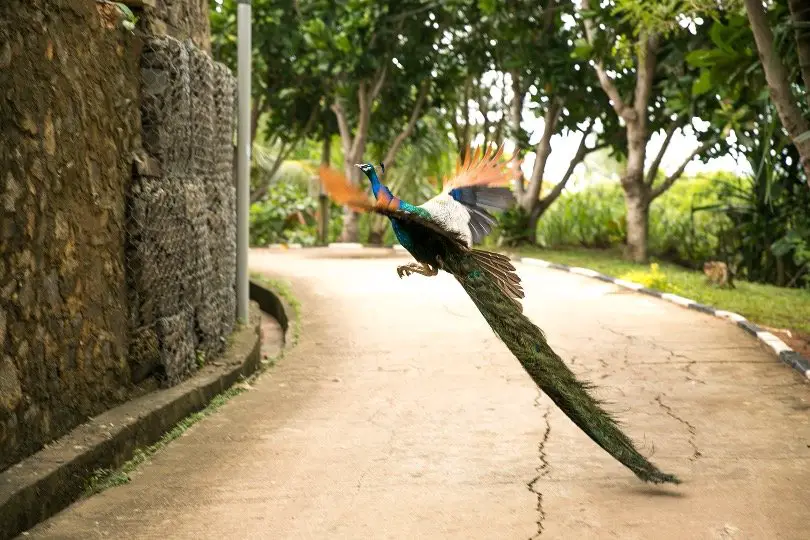 Flying Peacock