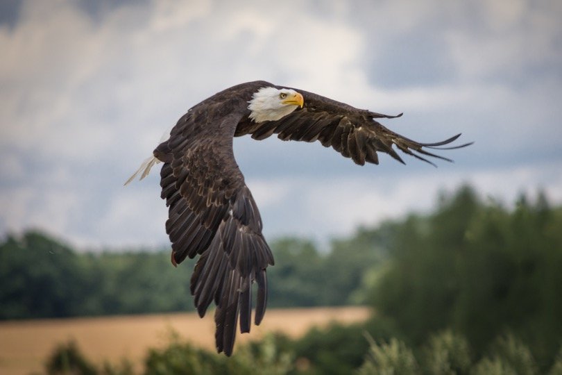 Flying White-Tailed Eagle