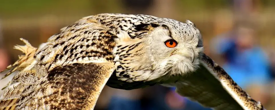 Flying owl looking for pray