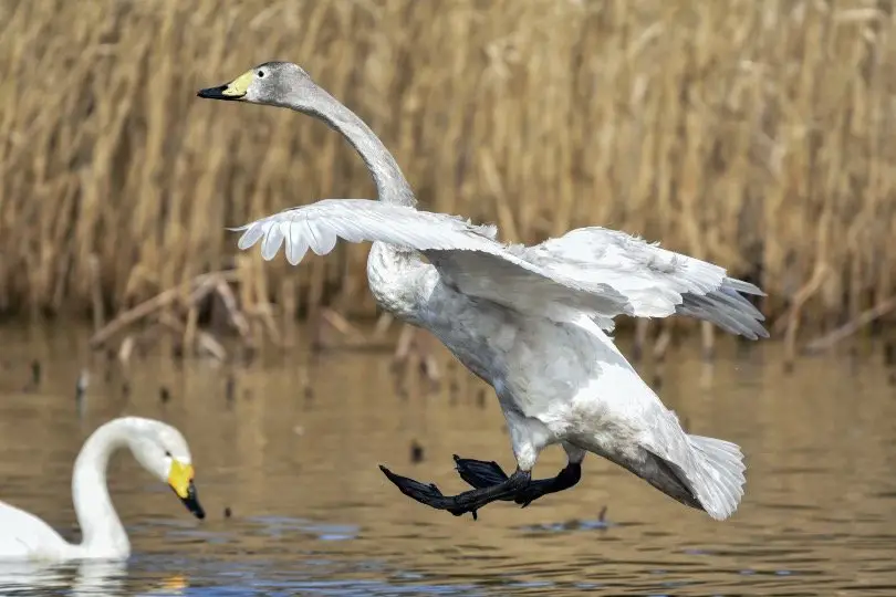 Flying swan trying to land on water