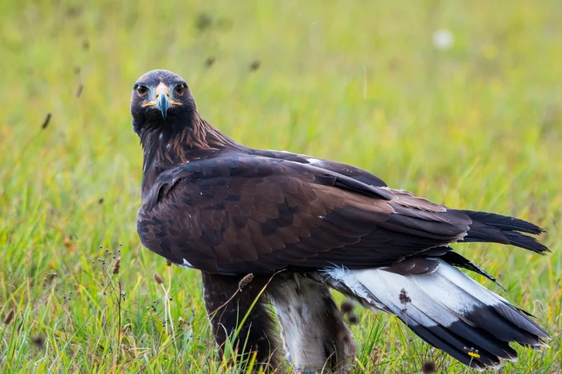 Golden Eagle sitting on the ground