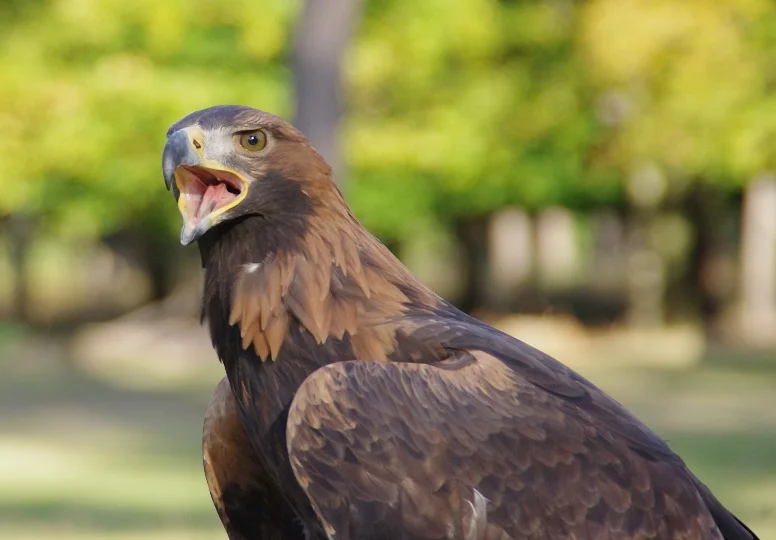 Golden Eagle with open beak