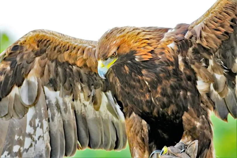 Golden Eagle with wide wing