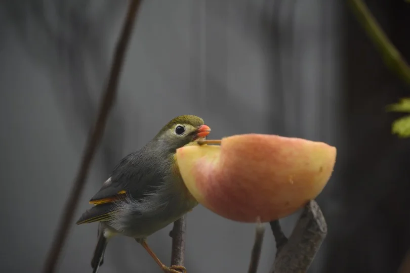 Grey Bird Eating Apple