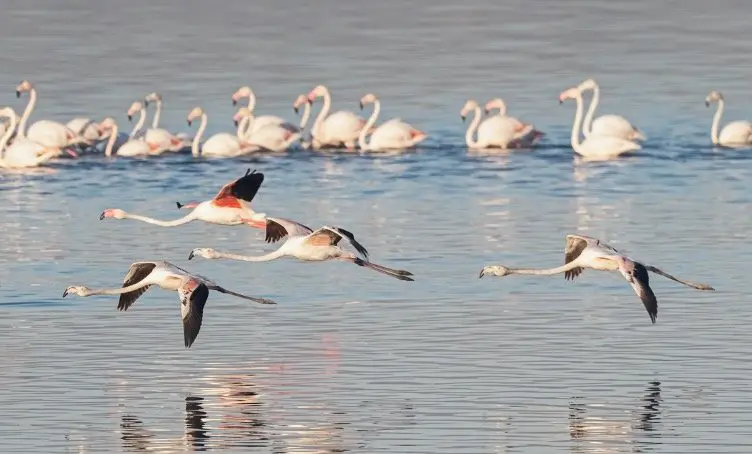 Group of Flamingos in water