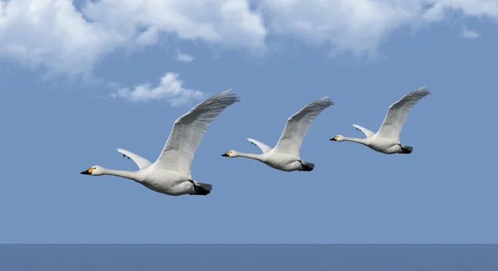Group of swans flying