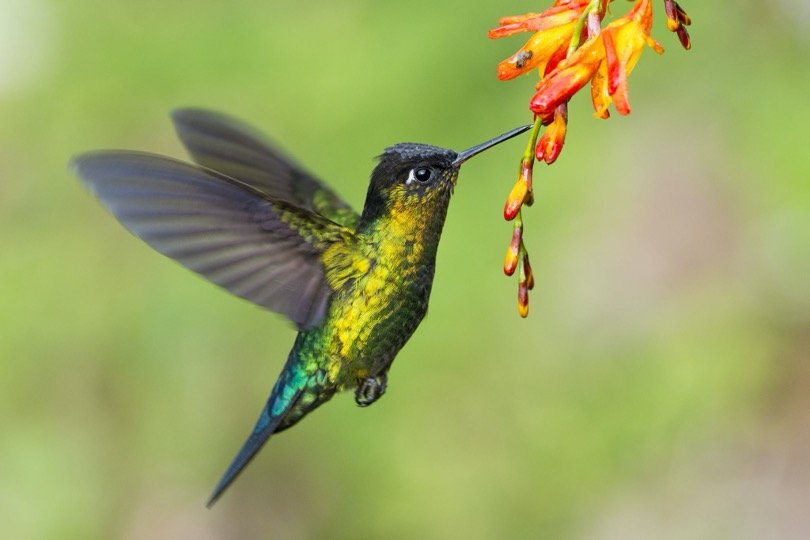 Hummingbird 2