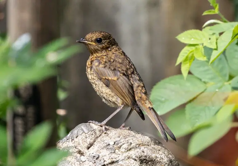 Juvenile Robin